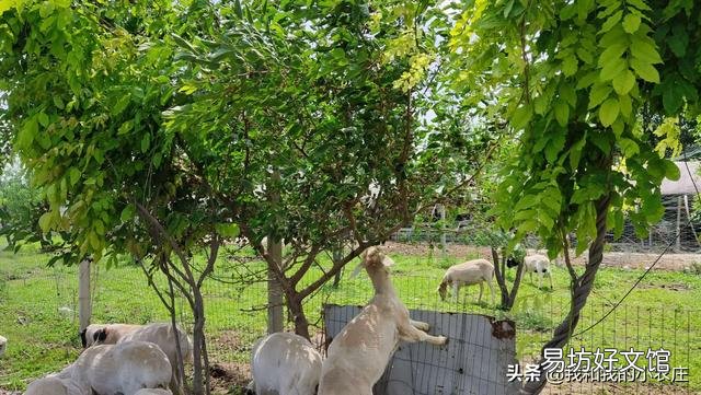桑叶能喂羊吗?
