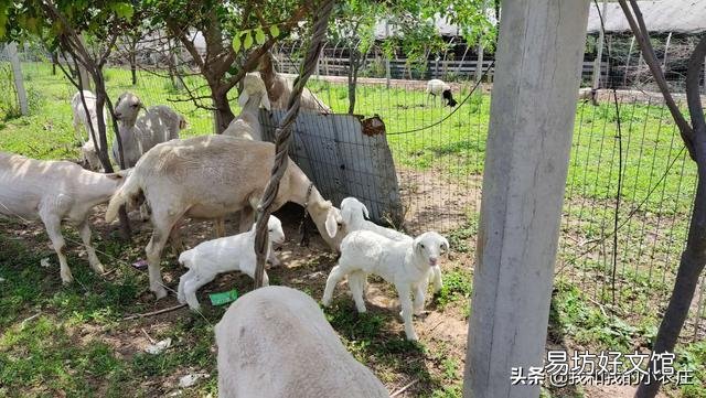 桑叶能喂羊吗?