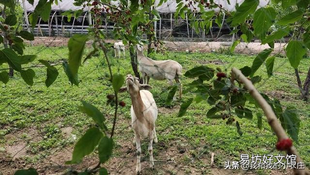 桑叶能喂羊吗?