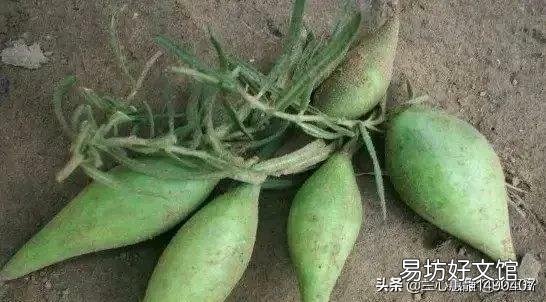 农村以前有种叫“羊奶角”的野果,大家了解它吗?