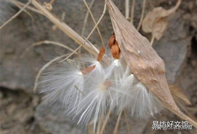 农村以前有种叫“羊奶角”的野果,大家了解它吗?