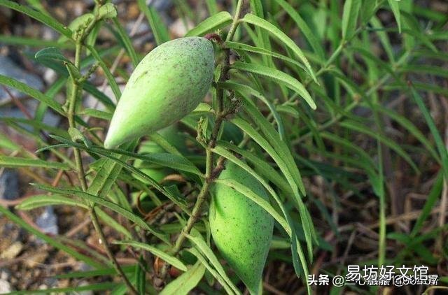 农村以前有种叫“羊奶角”的野果,大家了解它吗?