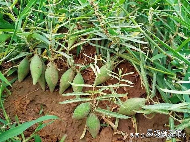 农村以前有种叫“羊奶角”的野果,大家了解它吗?