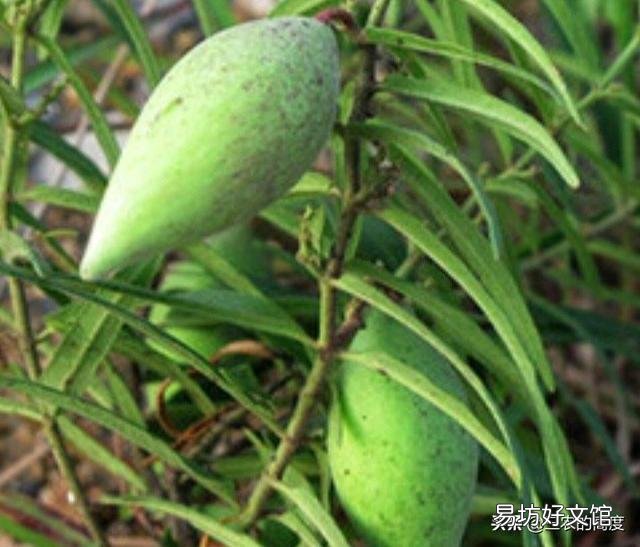 农村以前有种叫“羊奶角”的野果,大家了解它吗?