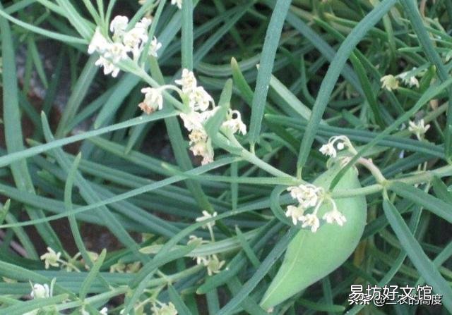 农村以前有种叫“羊奶角”的野果,大家了解它吗?