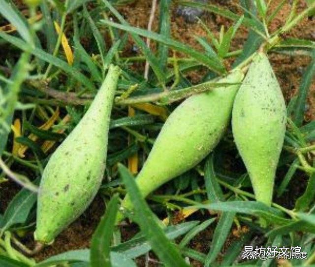 农村以前有种叫“羊奶角”的野果,大家了解它吗?