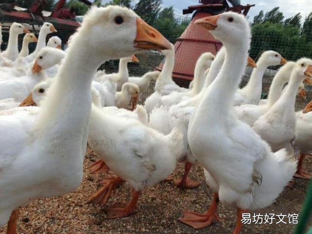 在农村养鹅如何挑选场地与鹅苗,有哪些注意事项?