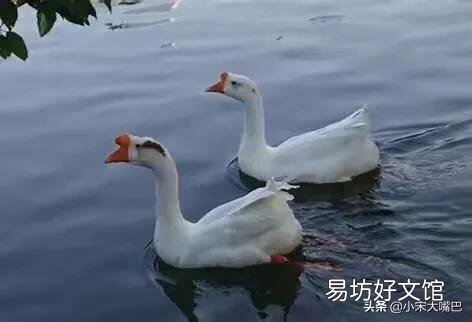 在农村养鹅如何挑选场地与鹅苗,有哪些注意事项?