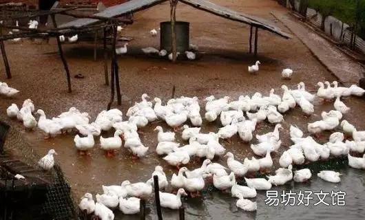 在农村养鹅如何挑选场地与鹅苗,有哪些注意事项?