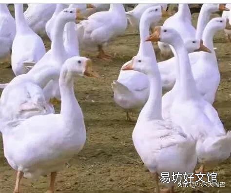 在农村养鹅如何挑选场地与鹅苗,有哪些注意事项?