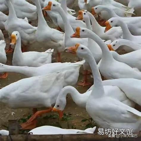 在农村养鹅如何挑选场地与鹅苗,有哪些注意事项?