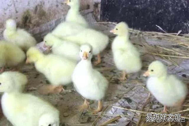 在农村养鹅如何挑选场地与鹅苗,有哪些注意事项?