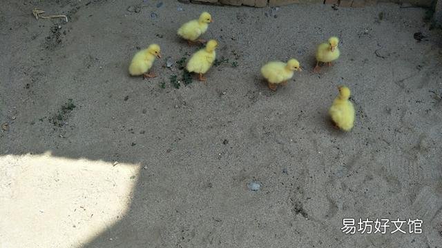 在农村养鹅如何挑选场地与鹅苗,有哪些注意事项?
