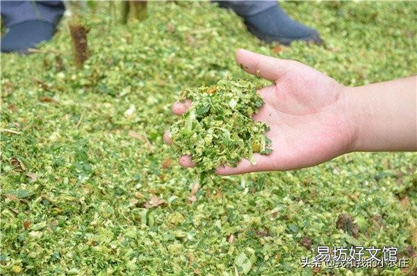 养羊做青储玉米杆里放发酵粉吗?