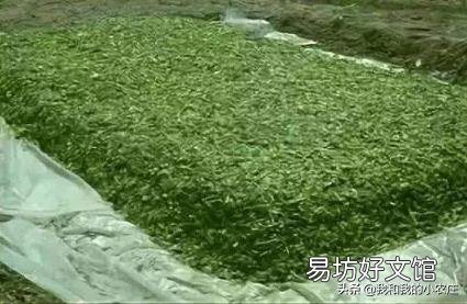 养羊做青储玉米杆里放发酵粉吗?