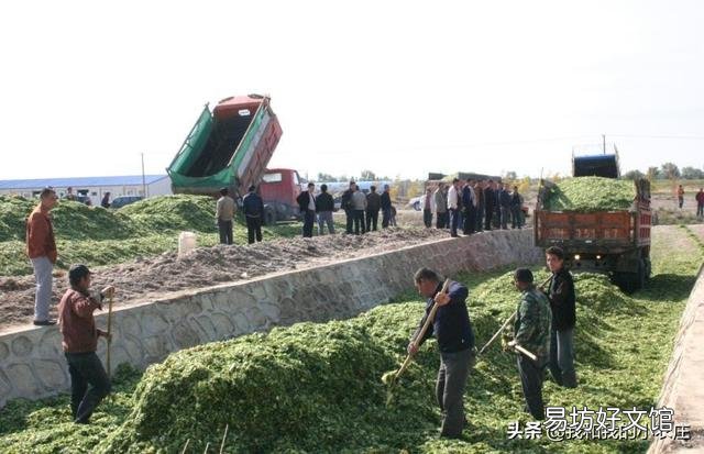 养羊做青储玉米杆里放发酵粉吗?