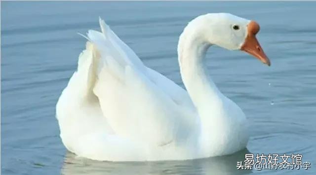 养肉鹅还用水坑吗?