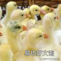 养肉鹅还用水坑吗?