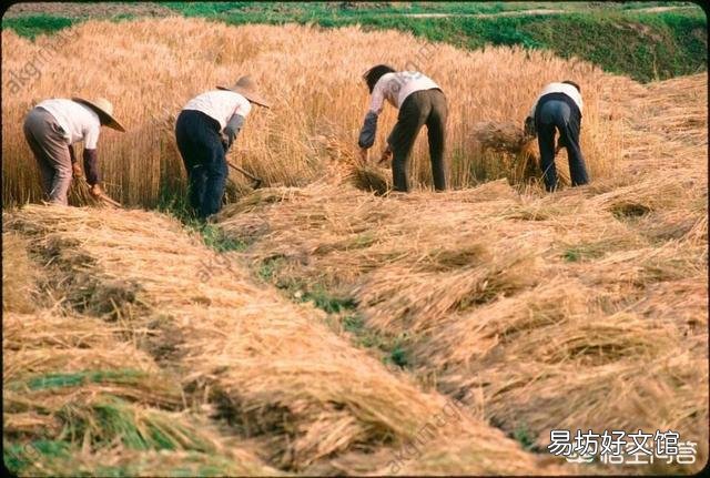 如果你在农村有50亩地,你还会去打工吗?
