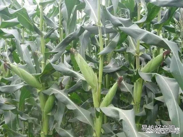 如果你在农村有50亩地,你还会去打工吗?