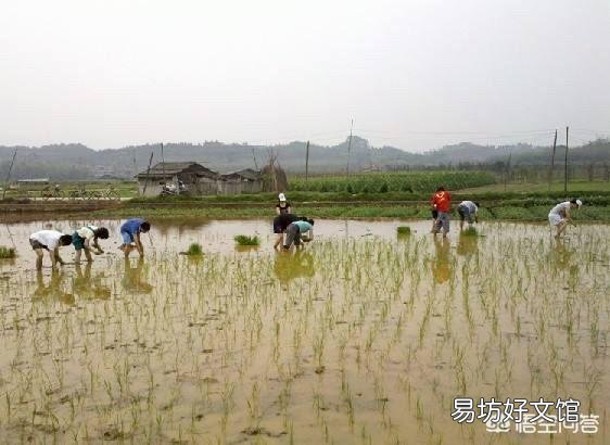 如果你在农村有50亩地,你还会去打工吗?