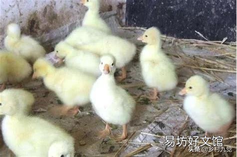 小鹅的开口料,小鸡能吃吗?注意什么?