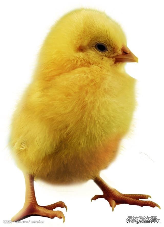小鹅的开口料,小鸡能吃吗?注意什么?