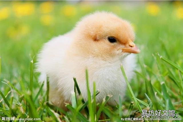 小鹅的开口料,小鸡能吃吗?注意什么?
