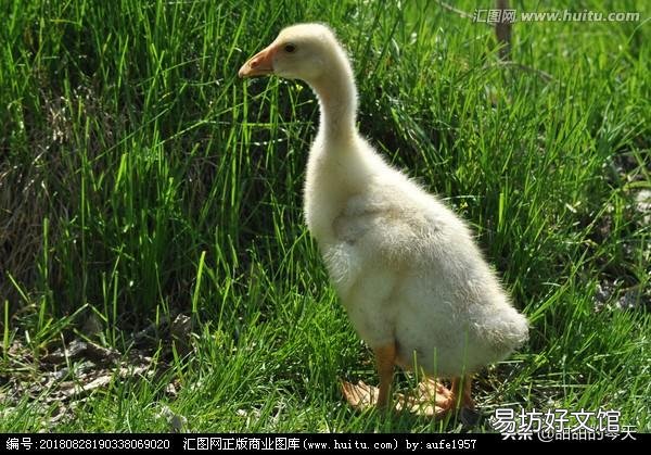 小鹅的开口料,小鸡能吃吗?注意什么?