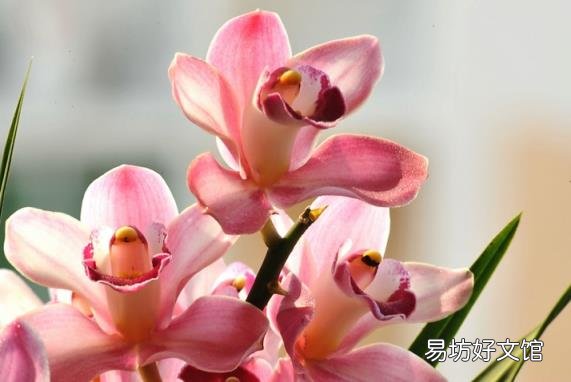 兰花的养殖方法和注意事项 兰花种植方法