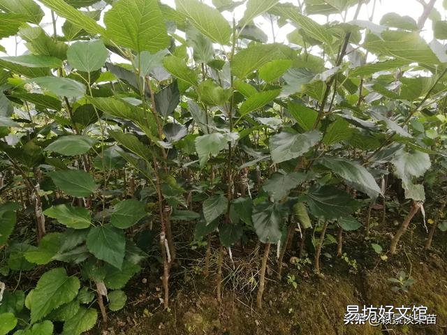 桑叶养鸡种什么品树桑？