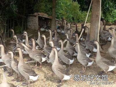 养鹅喷雾给药一般用什么药?