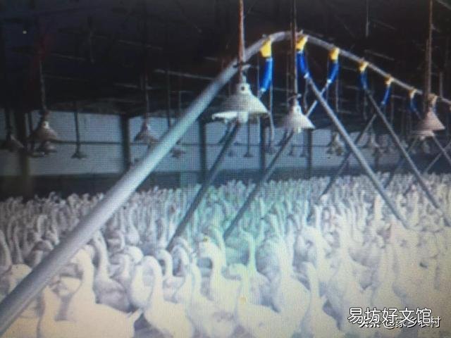 养鹅喷雾给药一般用什么药?