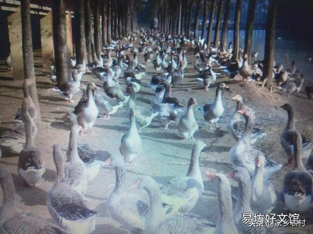 养鹅喷雾给药一般用什么药?