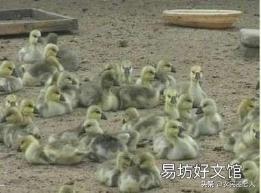 养鹅喷雾给药一般用什么药?