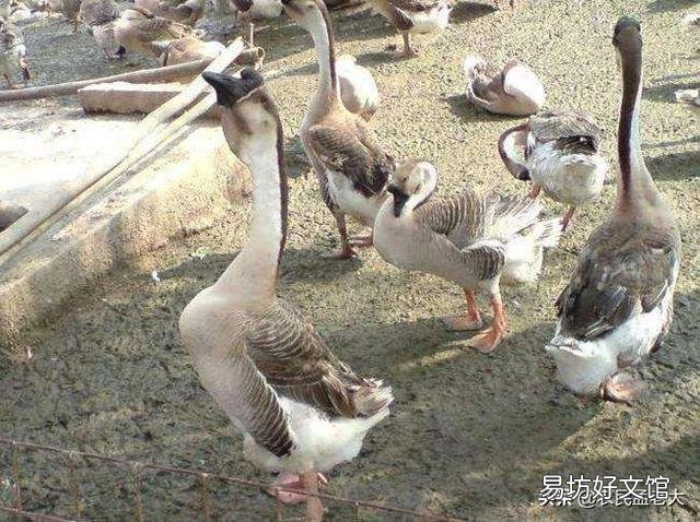 养鹅喷雾给药一般用什么药?