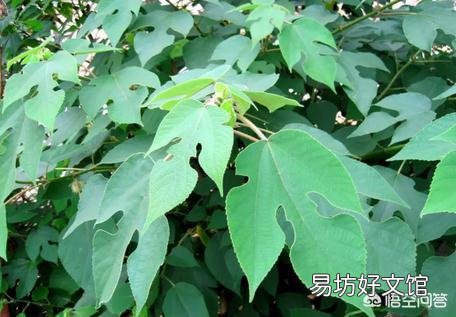 构树叶可以喂养草鱼吗?需要注意什么?