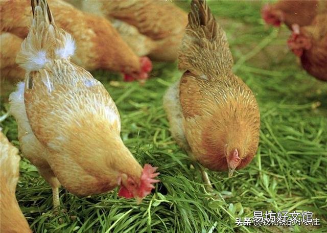 散養(yǎng)土雞需要除蟲(chóng)嗎？用什么藥除蟲(chóng)？