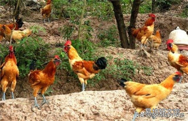 散養(yǎng)土雞需要除蟲(chóng)嗎？用什么藥除蟲(chóng)？