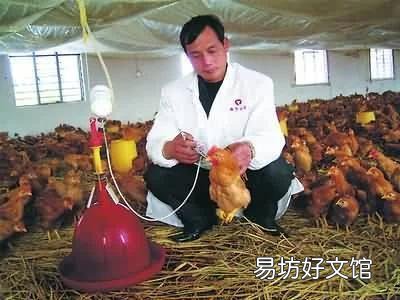 散養(yǎng)土雞需要除蟲(chóng)嗎？用什么藥除蟲(chóng)？