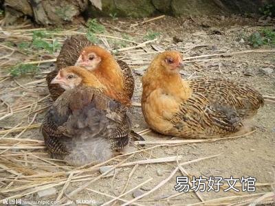 散養(yǎng)土雞需要除蟲(chóng)嗎？用什么藥除蟲(chóng)？