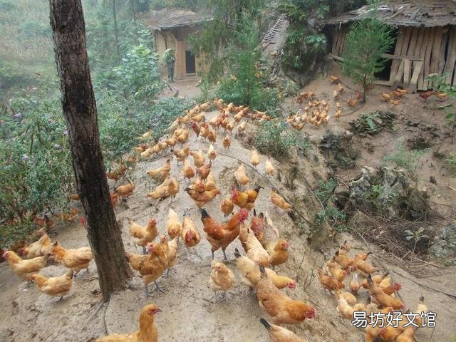 散養(yǎng)土雞需要除蟲(chóng)嗎？用什么藥除蟲(chóng)？