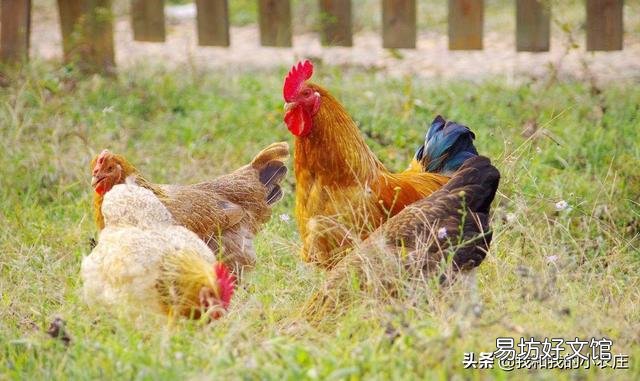 散養(yǎng)土雞需要除蟲(chóng)嗎？用什么藥除蟲(chóng)？