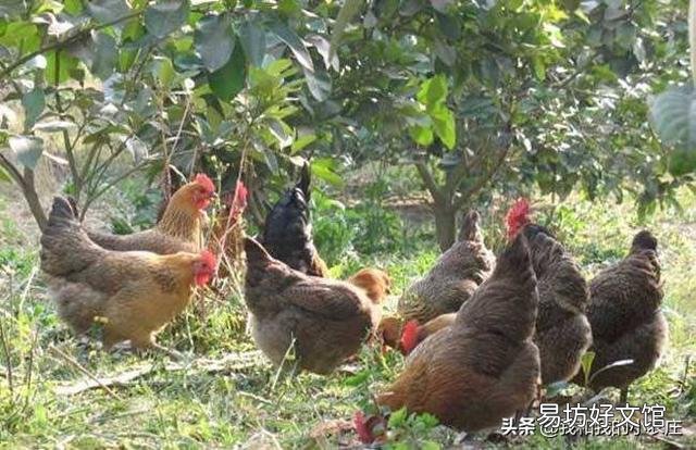 散養(yǎng)土雞需要除蟲(chóng)嗎？用什么藥除蟲(chóng)？