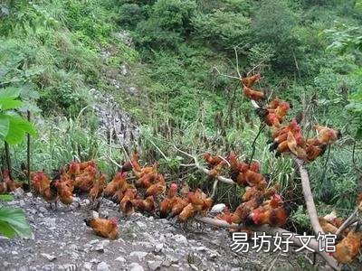 散養(yǎng)土雞需要除蟲(chóng)嗎？用什么藥除蟲(chóng)？