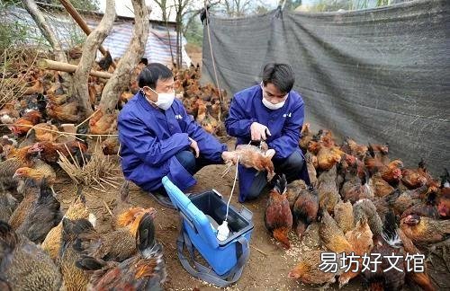 散養(yǎng)土雞需要除蟲(chóng)嗎？用什么藥除蟲(chóng)？