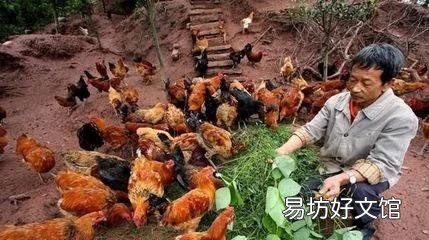 散養(yǎng)土雞需要除蟲(chóng)嗎？用什么藥除蟲(chóng)？