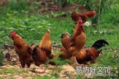 散養(yǎng)土雞需要除蟲(chóng)嗎？用什么藥除蟲(chóng)？