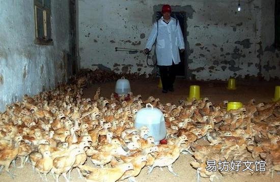 散養(yǎng)土雞需要除蟲(chóng)嗎？用什么藥除蟲(chóng)？