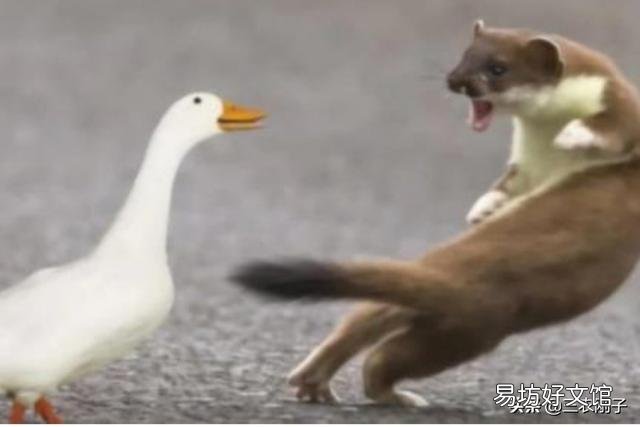养土鸡的场所如何防犯老鼠和黄鼠狼？